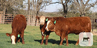 5 Red Angus Cross 'RWF' Rep. Heifers... Central TX