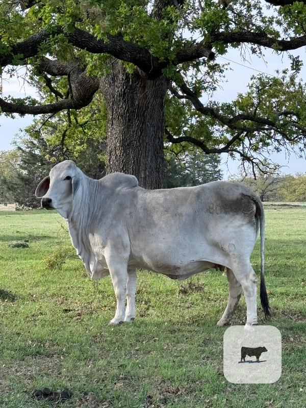 Cattle Range Listing Photo