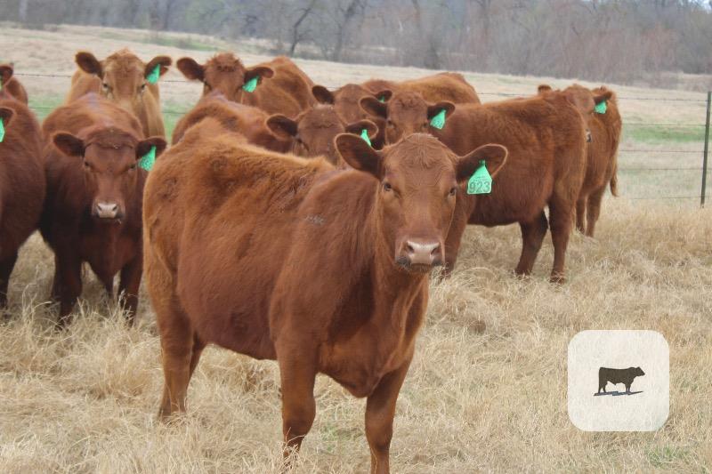 Cattle Range Listing Photo