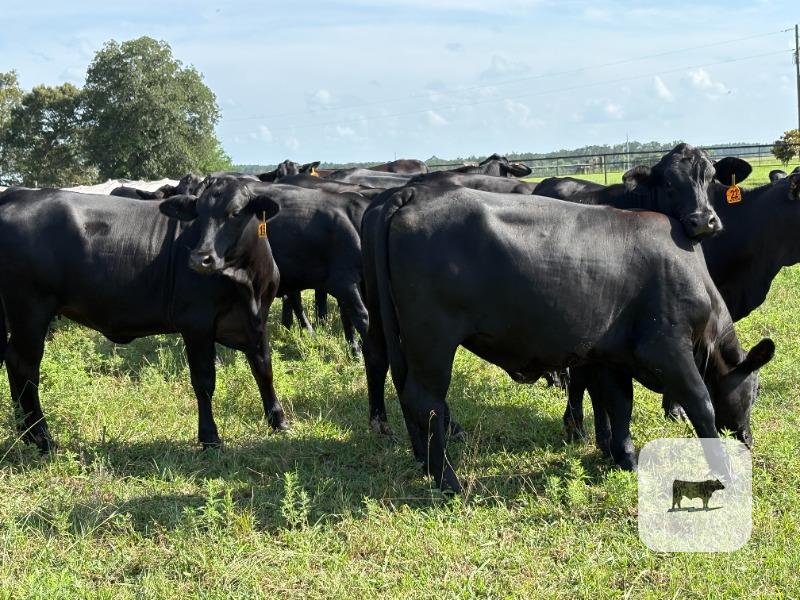 Cattle Range Listing Photo