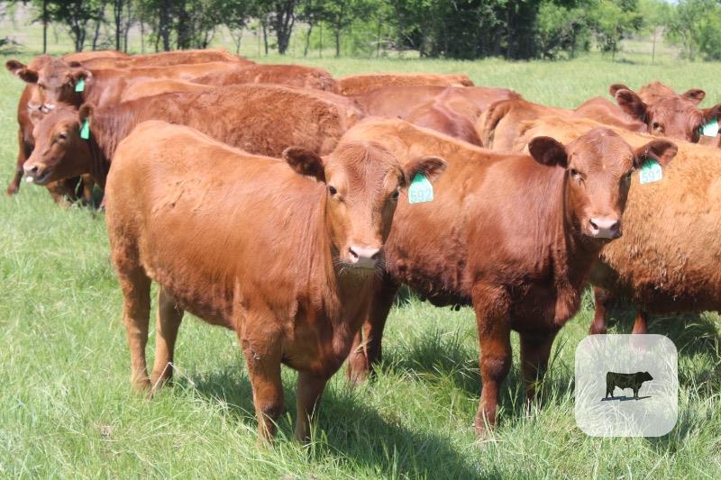 Cattle Range Listing Photo