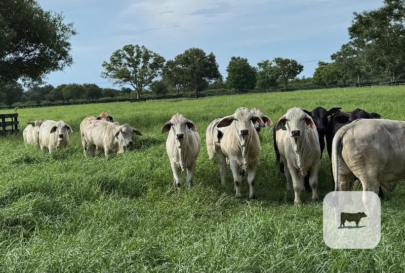 Cattle Range Listing Photo