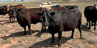 80 Angus, Red Angus & Charolais Cross Cows... W. Central TX