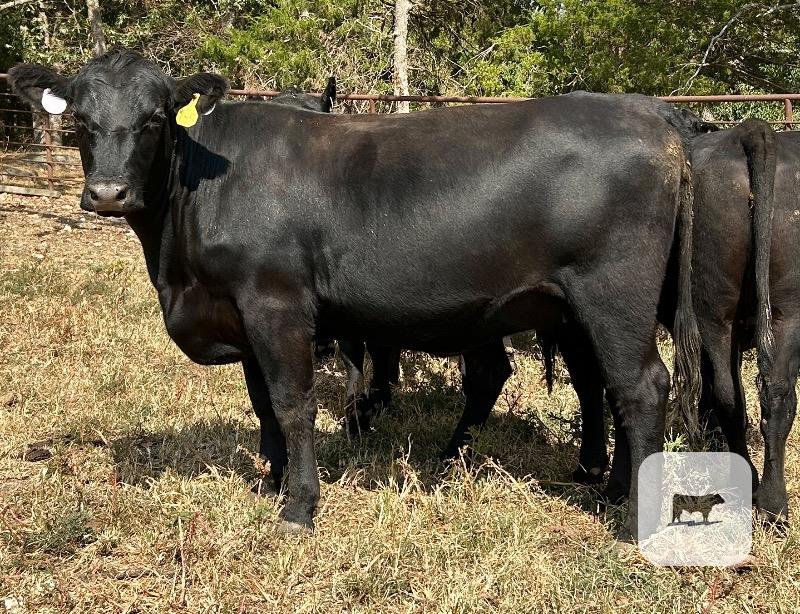 Cattle Range Listing Photo