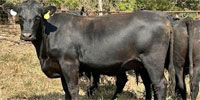 40 Angus Bred Heifers... Central MO