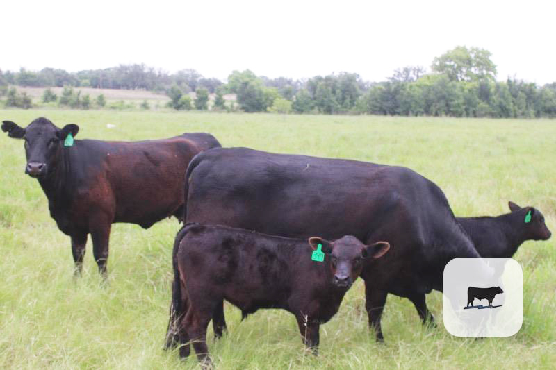 Why Timing and Method Matter in Castrating Bull Calves