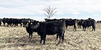 70 Angus & Black Baldy Rep. Heifers... Southwest MO