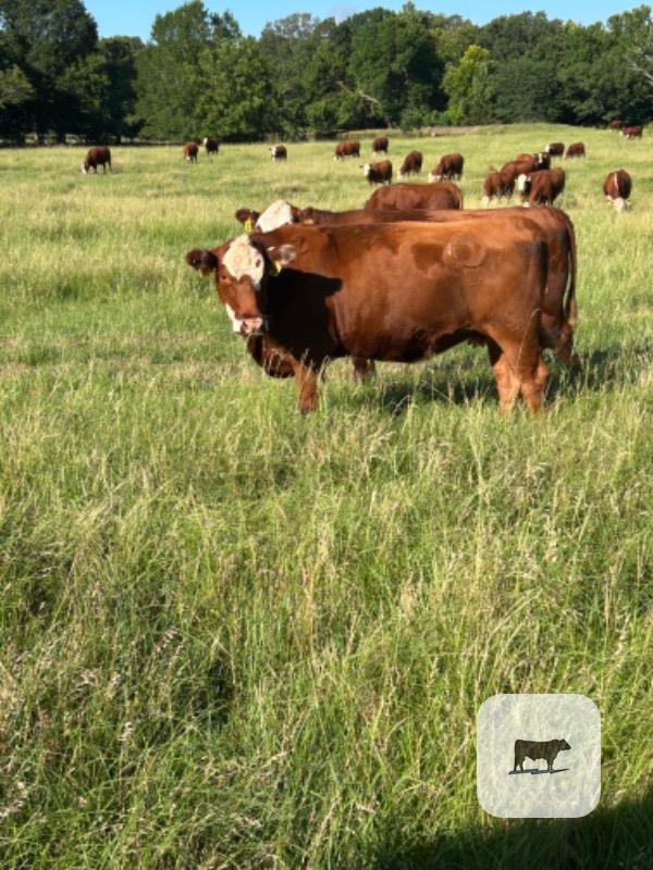Cattle Range Listing Photo