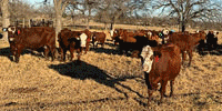 50 Red Angus & "RMF" Cows... N. Central TX