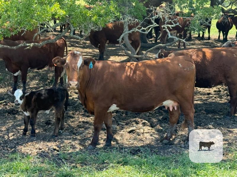 Cattle Range Listing Photo