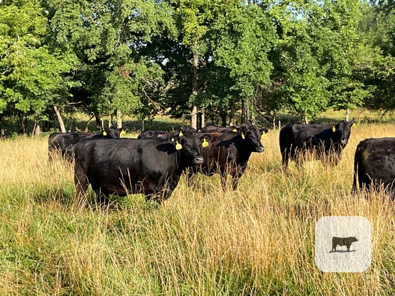Cattle Range Listing Photo