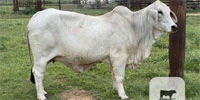 8 Reg. Brahman Cows w/ 5+ Calves... S. Central TX