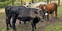 9 Angus & Brahman Cross Rep. Heifers... Southeast TX