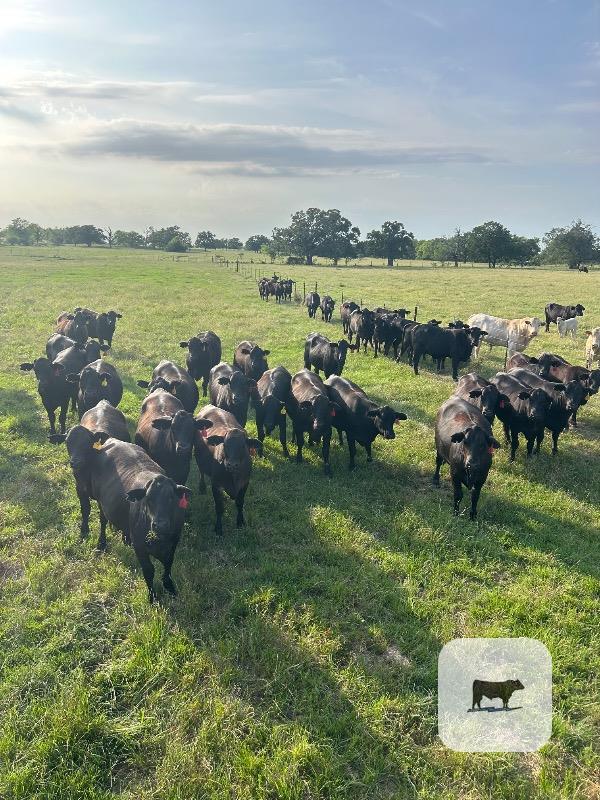 Cattle Range Listing Photo