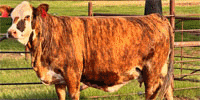 8 Braford/Tigerstripe Cows w/ 4+ Calves...  N. Central TX