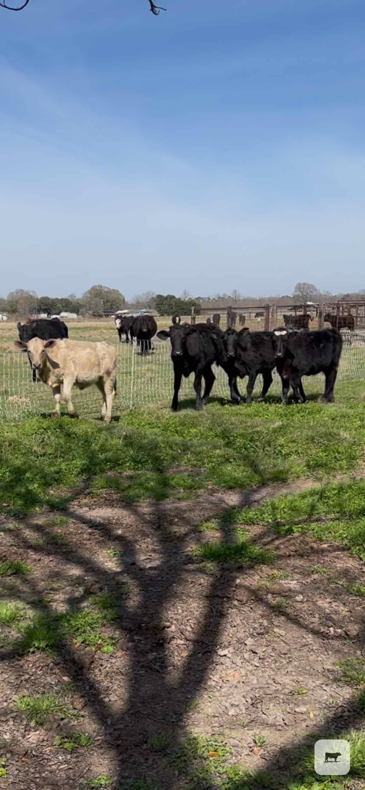 Cattle Range Listing Photo