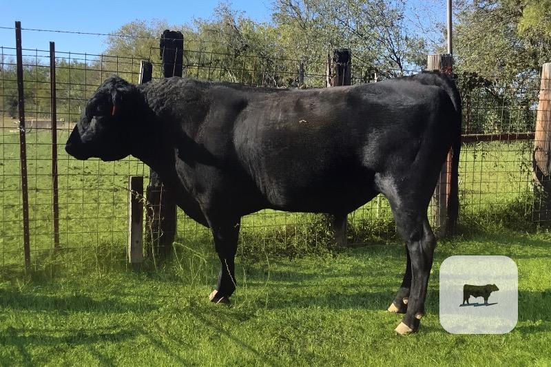 Cattle Range Listing Photo