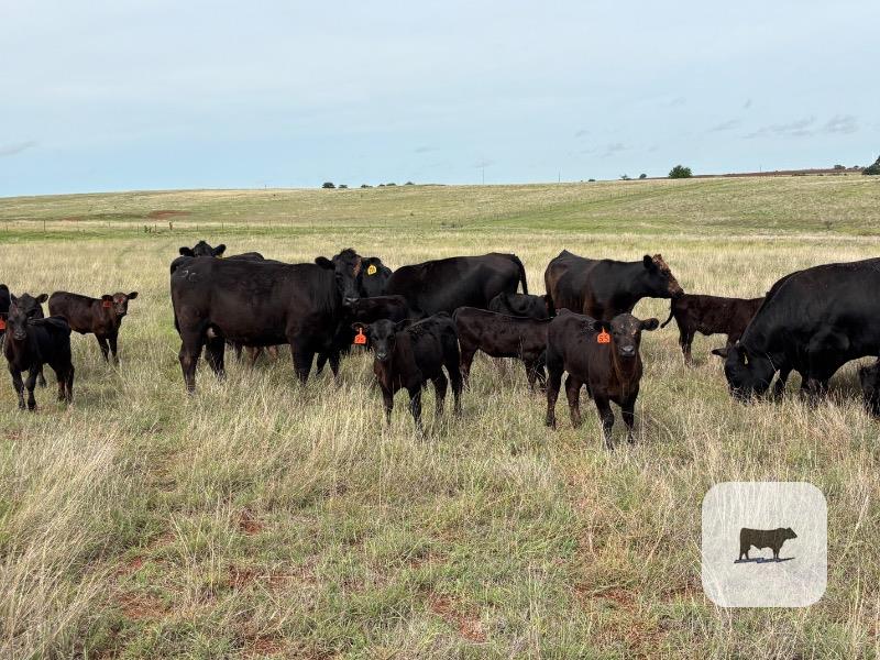 Cattle Range Listing Photo