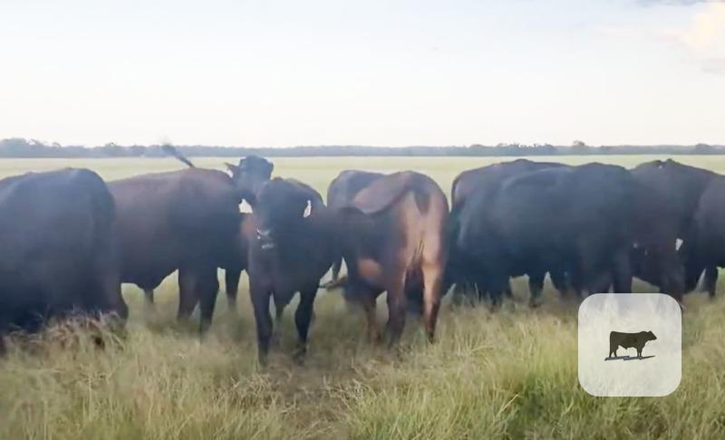 Cattle Range Listing Photo