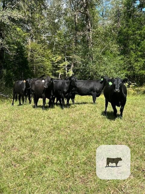 Cattle Range Listing Photo