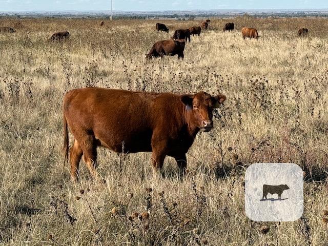 Cattle Range Listing Photo