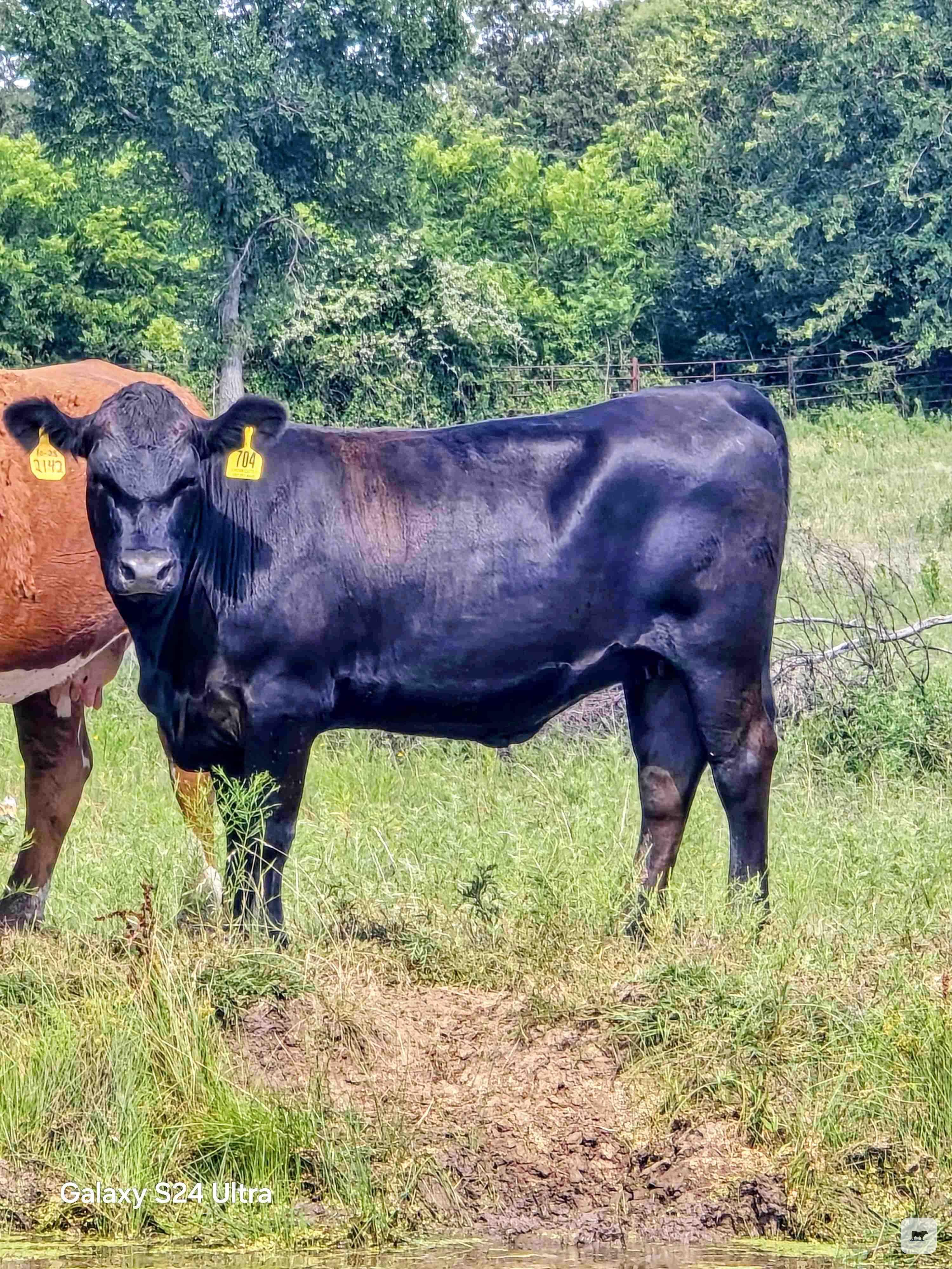 Cattle Range Listing Photo