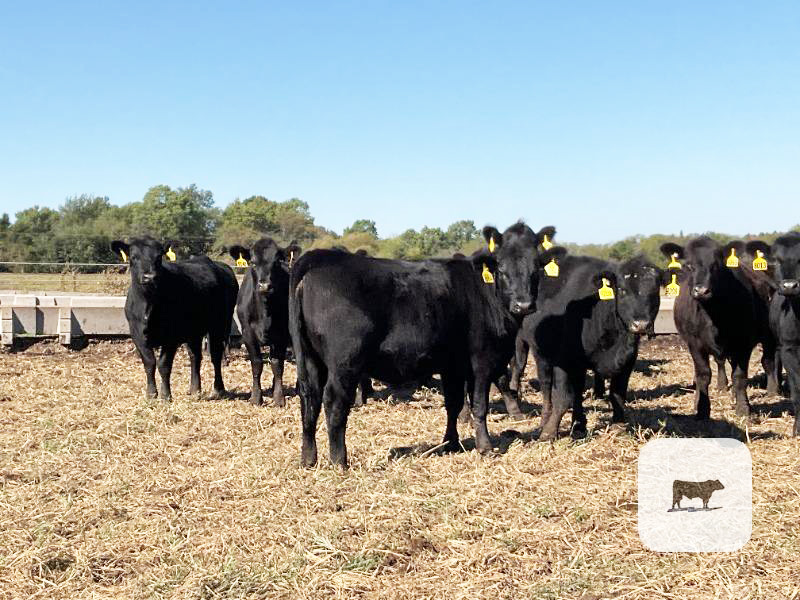 November Cattle on Feed Report doesn’t indicate Heifer Retention