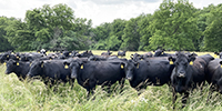 41 Angus & BWF Cows... SW Missouri