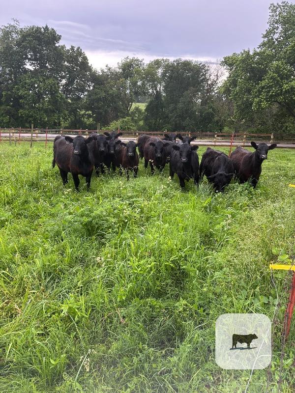 Cattle Range Listing Photo