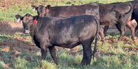 50 Angus Rep. Heifers... Central OK