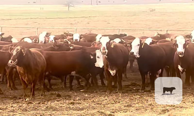 Cattle Range Listing Photo