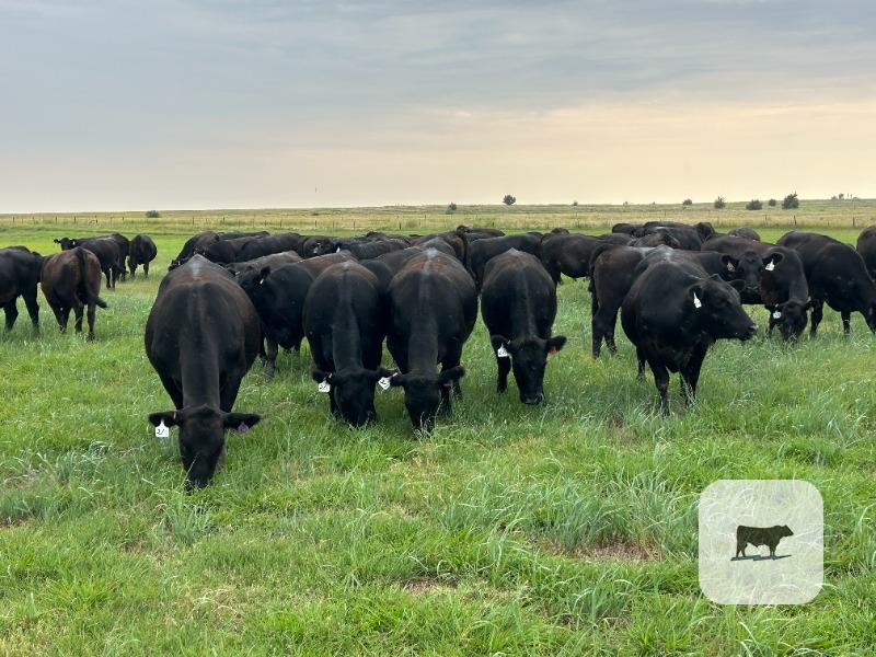 Cattle Range Listing Photo