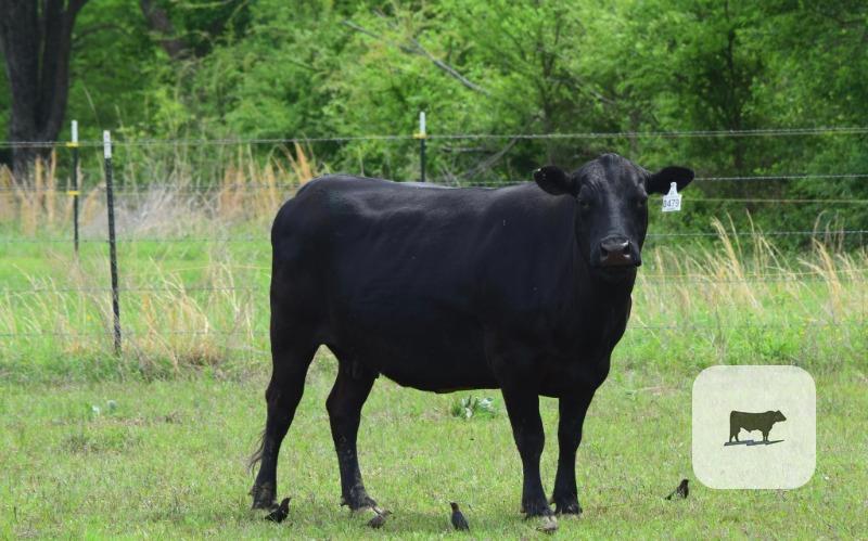 Cattle Range Listing Photo