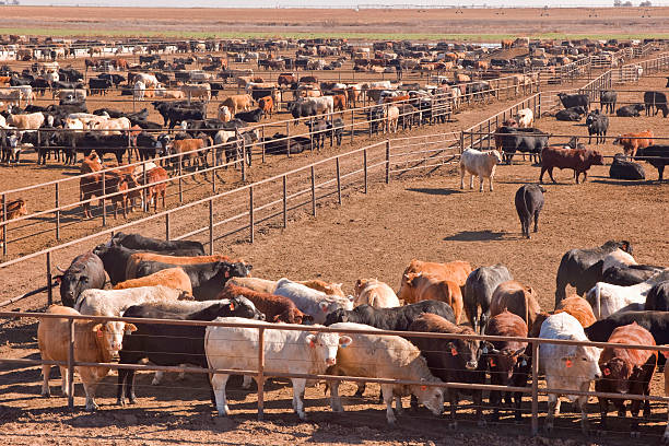Estimates for the 1/23/26 Cattle on Feed Report