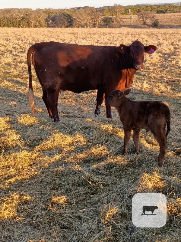 Cattle Range Listing Photo