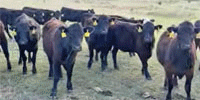 35 Angus Bred Heifers...  Central KS