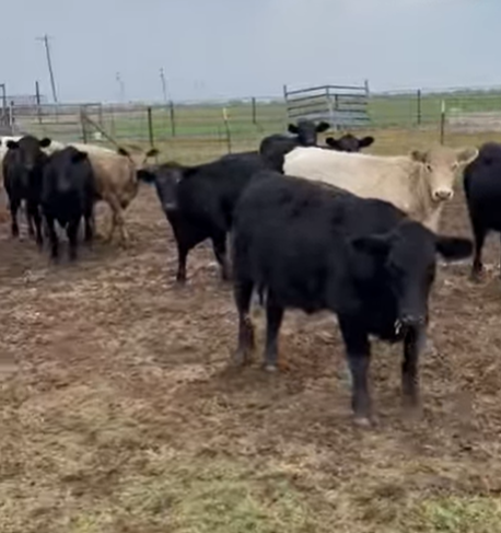 Cattle Range Listing Photo