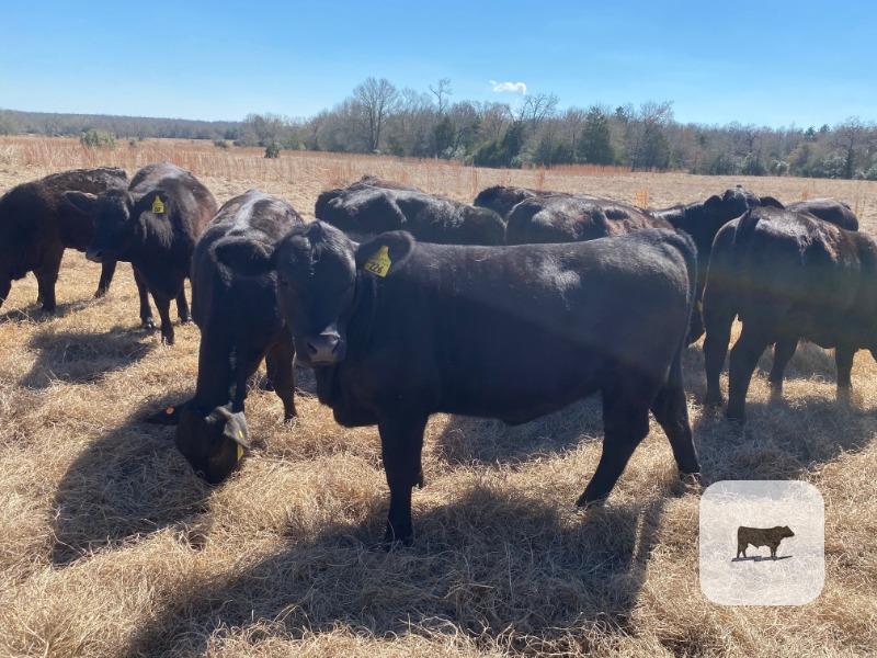 Cattle Range Listing Photo