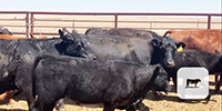 70 Angus & Angus Cross Pairs... TX Panhandle