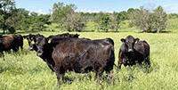 41 Angus & BWF Cows... SW Missouri