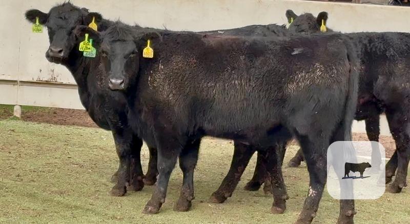 Cattle Range Listing Photo