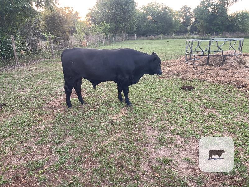 Cattle Range Listing Photo