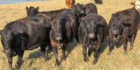 80 Angus, Red Angus & Charolais Cross Cows... W. Central TX