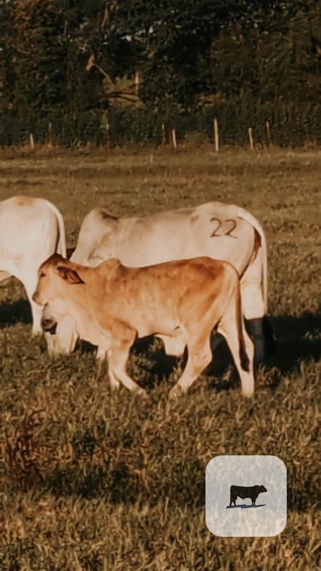 Cattle Range Listing Photo