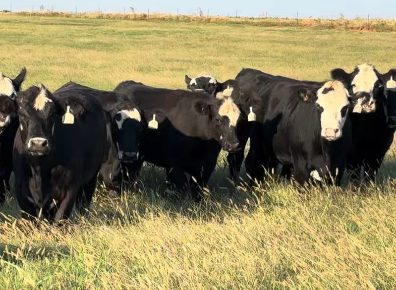 Cattle Range Listing Photo 3