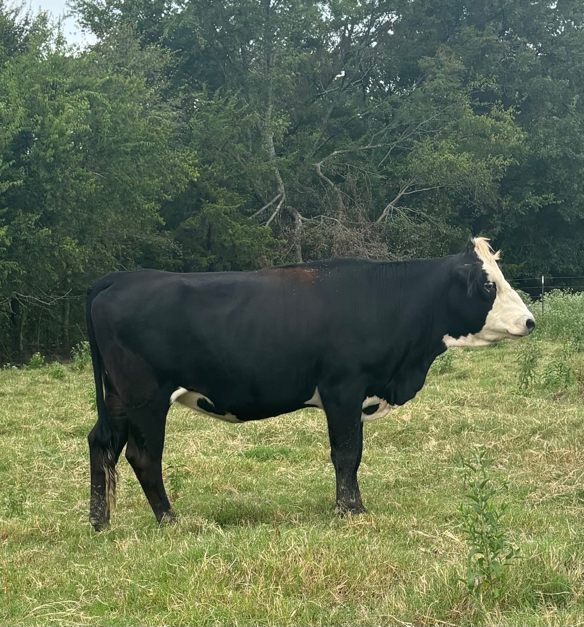 Cattle Range Listing Photo