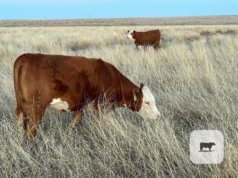 Cattle Range Listing Photo