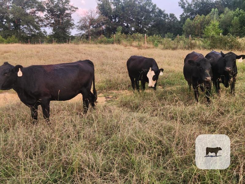 Cattle Range Listing Photo