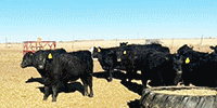 76 Angus Rep. Heifers... OK Panhandle