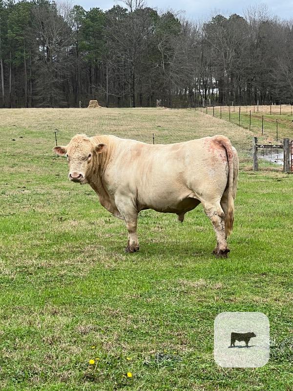 Cattle Range Listing Photo